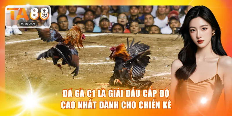 Đá gà C1 là giải đấu cấp độ cao nhất dành cho chiến kê