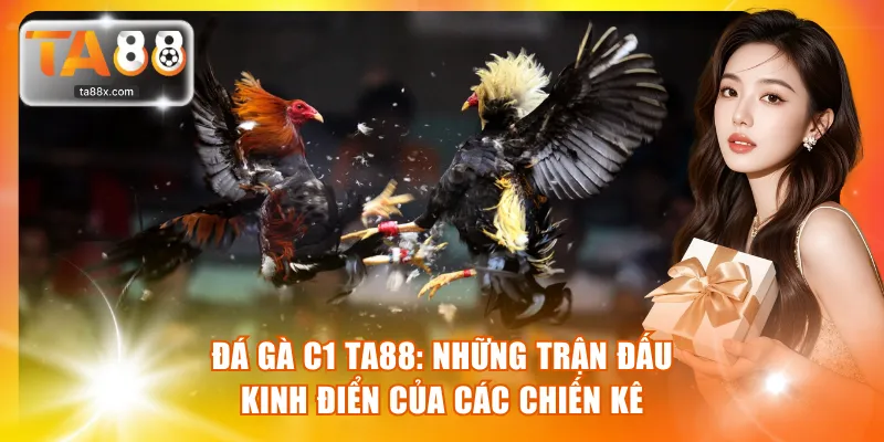 Đá gà C1