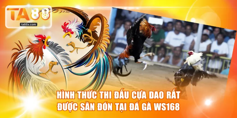 Hình thức thi đấu cựa dao rất được săn đón tại Đá Gà WS168