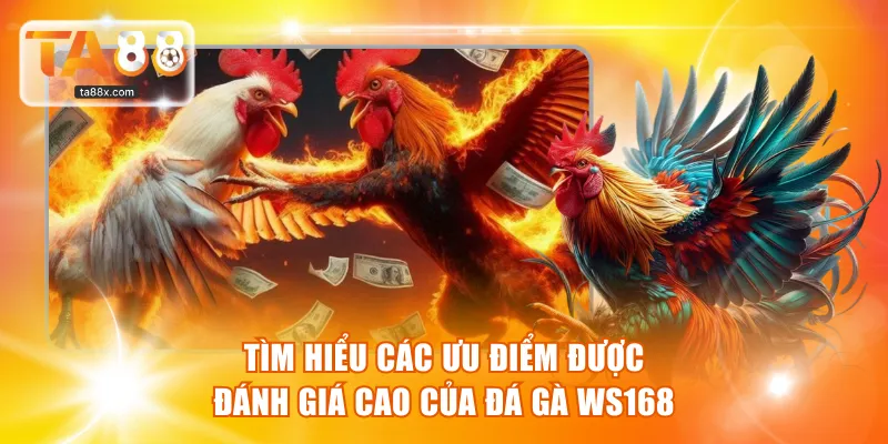 Tìm hiểu các ưu điểm được đánh giá cao của Đá gà WS168